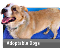 Adoptable Dogs