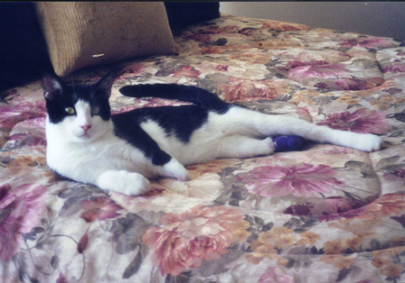 Stubbs to Bravo - an amazing tale of animal courage and human compassion
