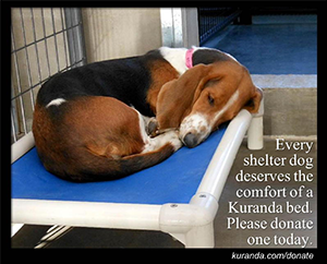 Kuranda Doggie Beds - indestructible