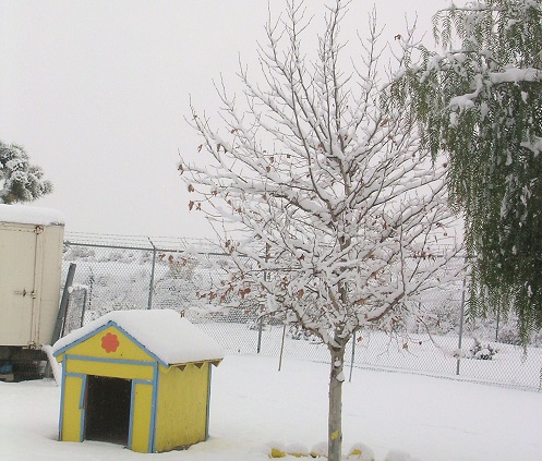 Vacant dog house in snow